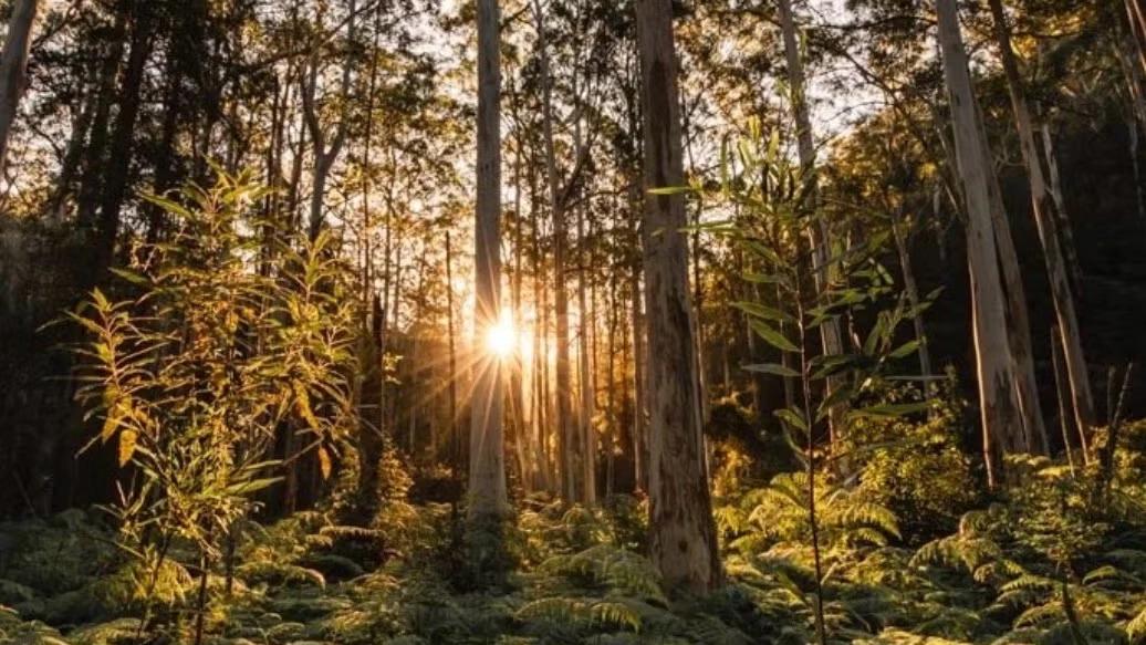 🌸CRUSHER PLANT🌸BLUE GUM WALK🌸BENOWIE TRACK🌸ZIG ZAG RWAY🌸HORNSBY-THORNLEIGH