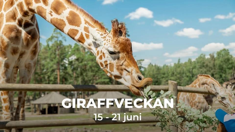 Djurtemaveckor - Giraffveckan