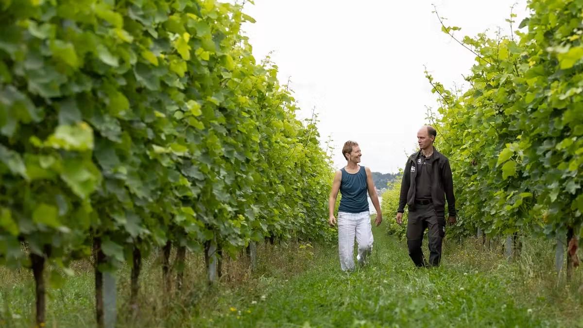 Vinsmagning & rundvisning hos Tusen Vin