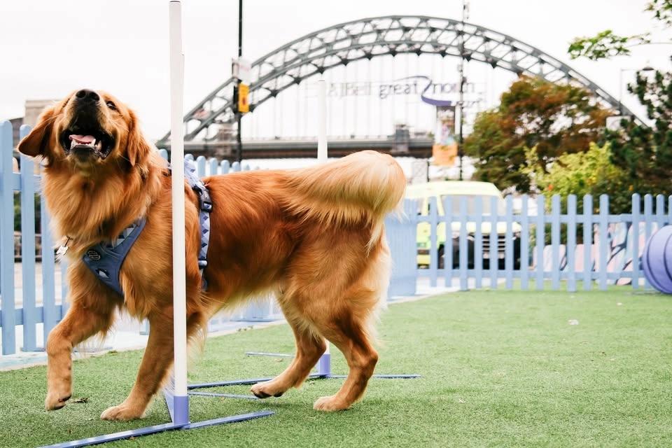 NE1's Dog on the Tyne