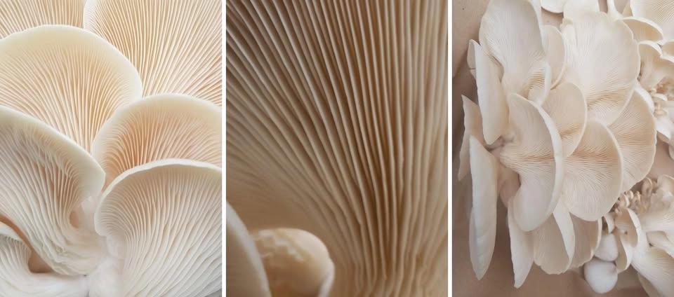 Fungi mystery, marvels & magic