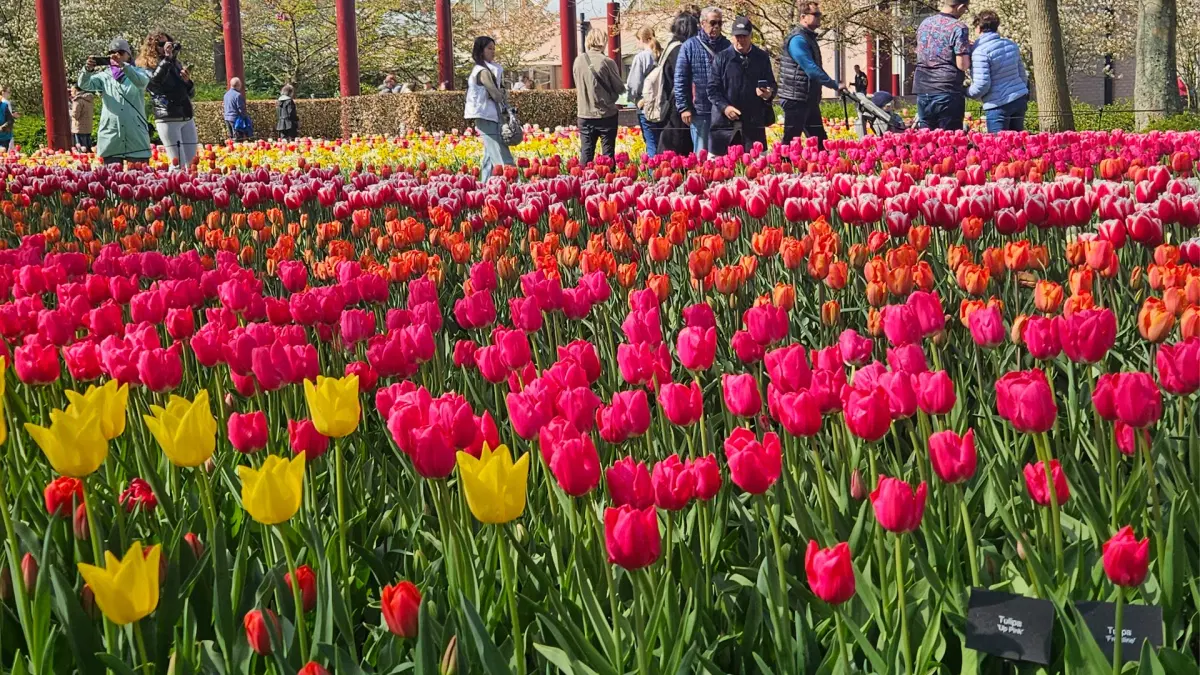 🌷Spring Tulip Tour: Keukenhof, Castle, Windmills & Delft - Guided Tour🌷