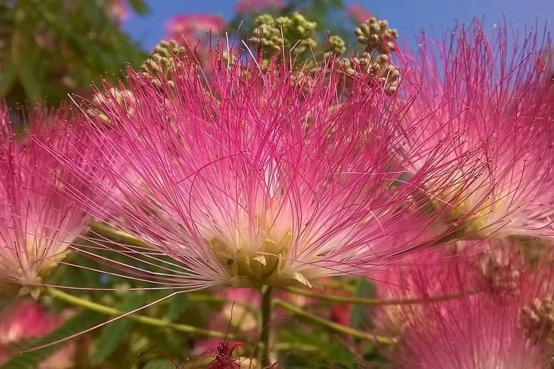 Vonkajšie skupiny rastlín