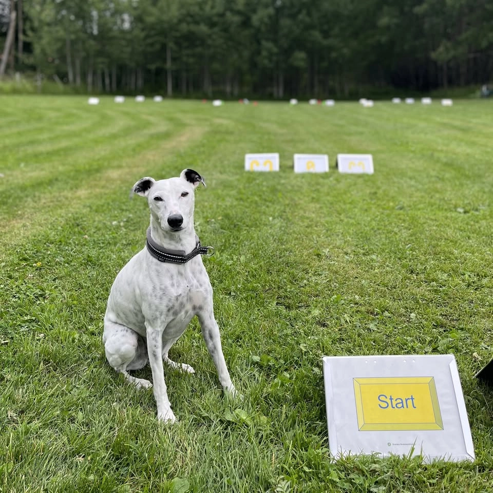 Rallylydnad träningsträffar 🏁