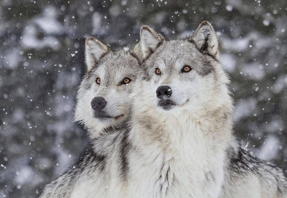 Wild Wolves of Yellowstone: Explorer Doug Smith