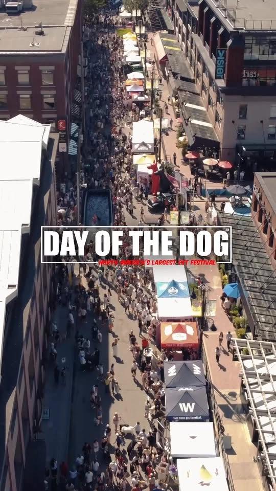 Day Of The Dog Calgary