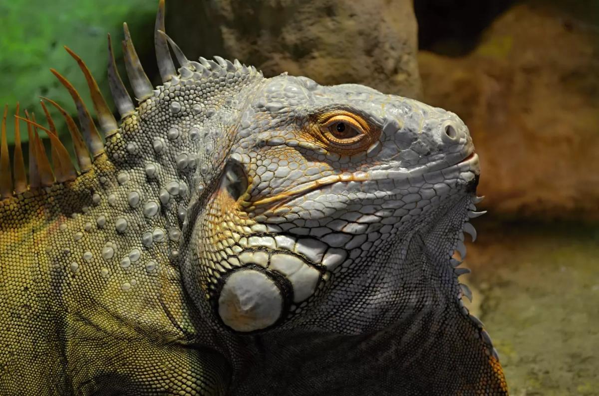 Ostravské Fauna trhy: termíny a program 2026