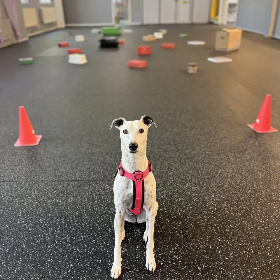 Nose Work tematräning behållarsök - tema olika typer av behållare 👜