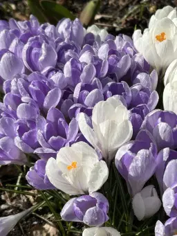 Skogsvårdsdag i Arboresskogen