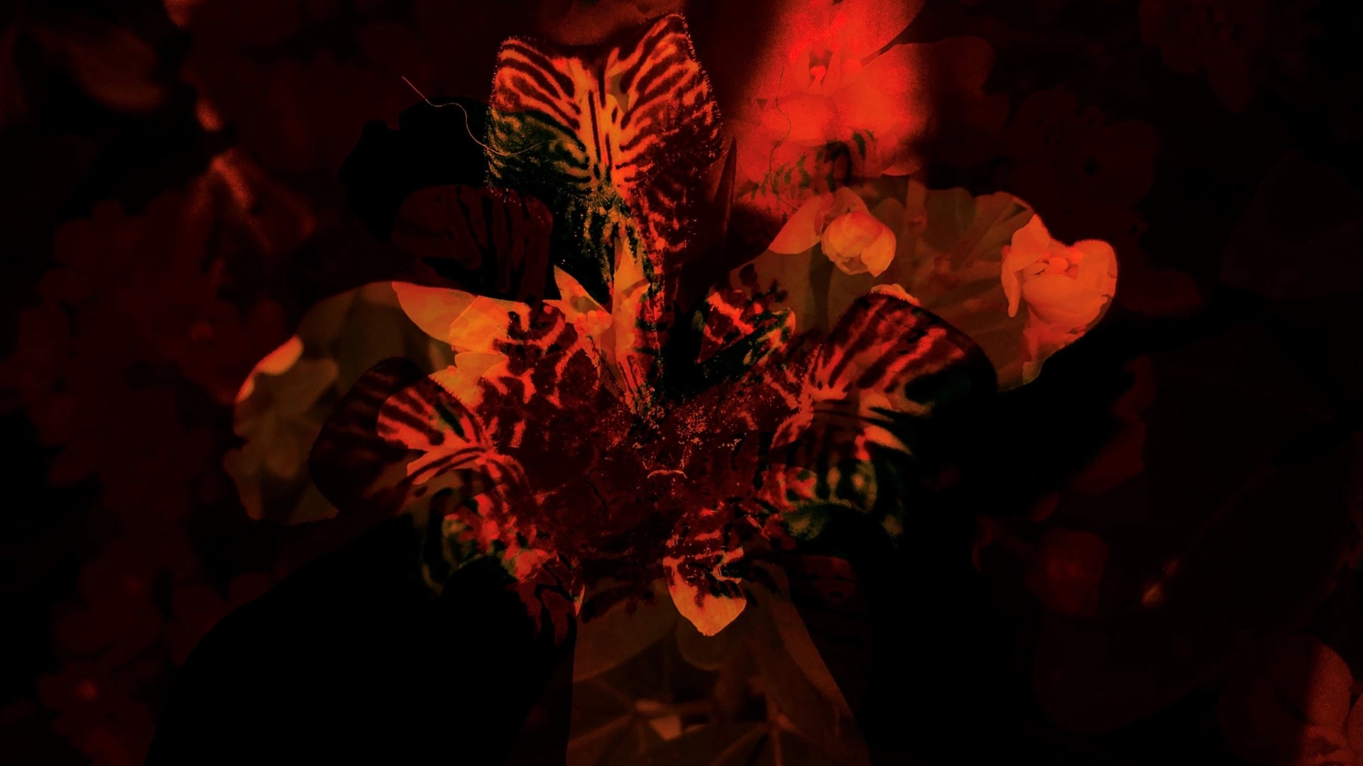 Draw | Le Bistrot des Artistes | « Frigatebird » 🐦 and/or « Puzzled » 🤔