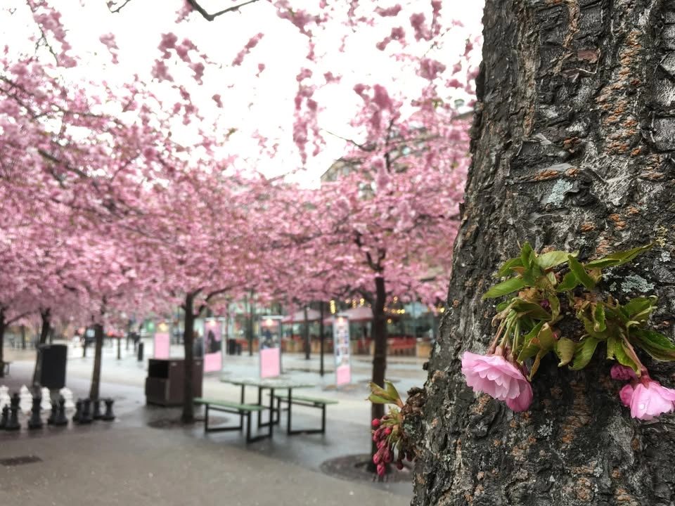 Cherry Blossom Party 2026