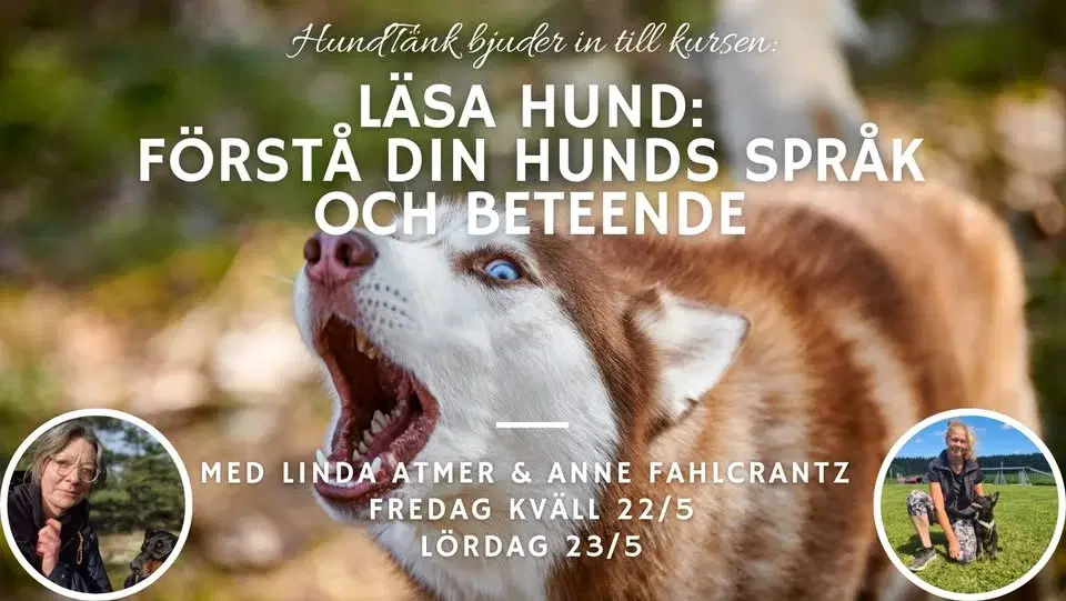 Läsa hund: Förstå din hunds språk & beteende