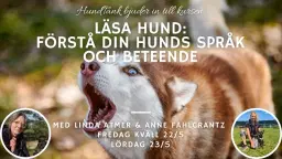 Läsa hund: Förstå din hunds språk & beteende
