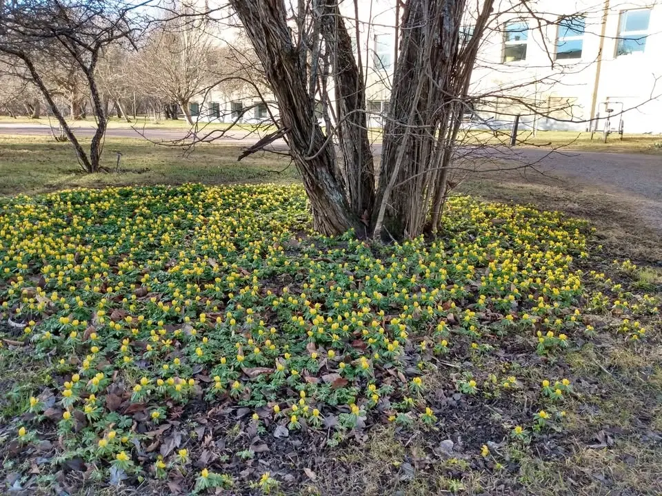 Monthly Meeting IMÄI April