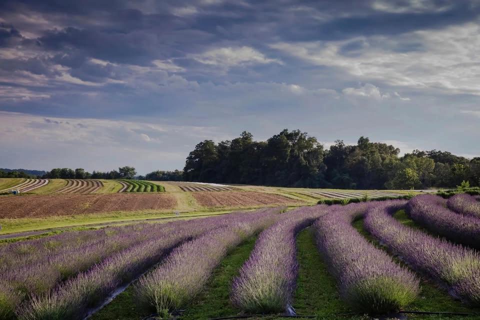 Maryland Lavender Festival