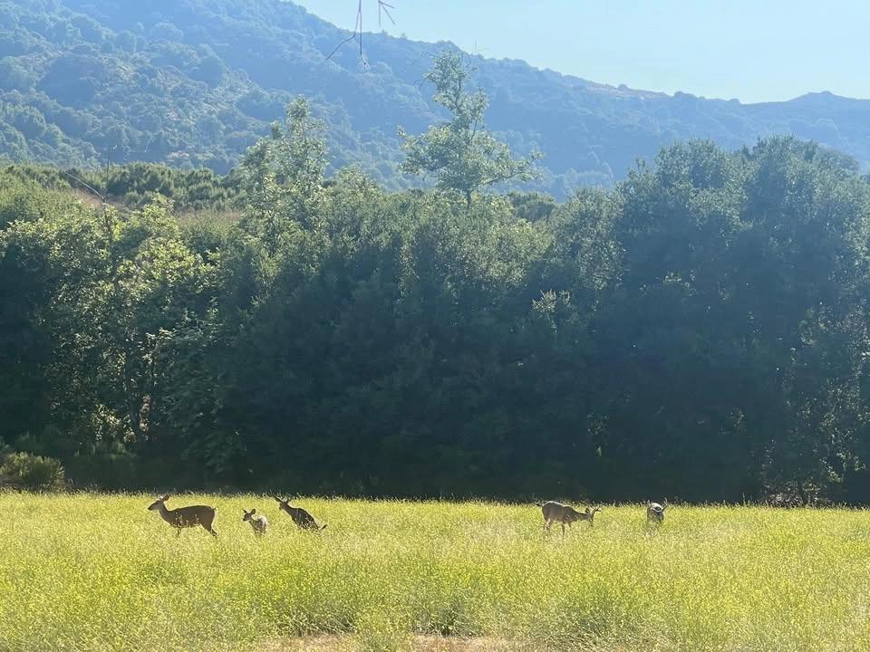 Saturday Group Hikes & Trail Runs at Rancho San Antonio, Santa Clara County