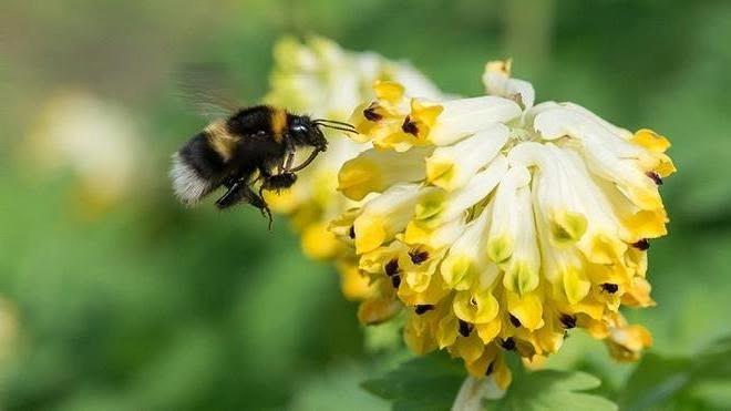 Humlevandring i Botanisk hage, Oslo