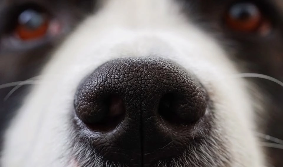 Nosework - steg 1