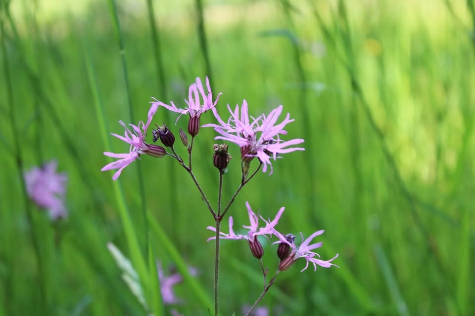 De vilda blommornas dag!