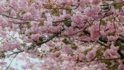 GREEN £5 WALK: 🌳🌲🌿 CHERRY BLOSSOM at GREENWICH, then THAMESPATH to STARGAZER,