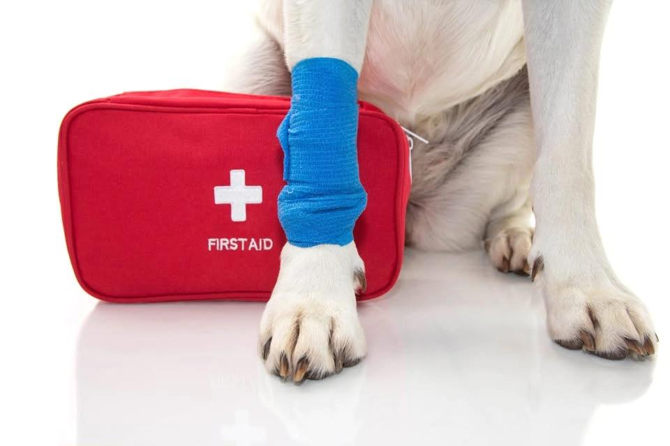 Pet CPR and First Aid Basics Class
