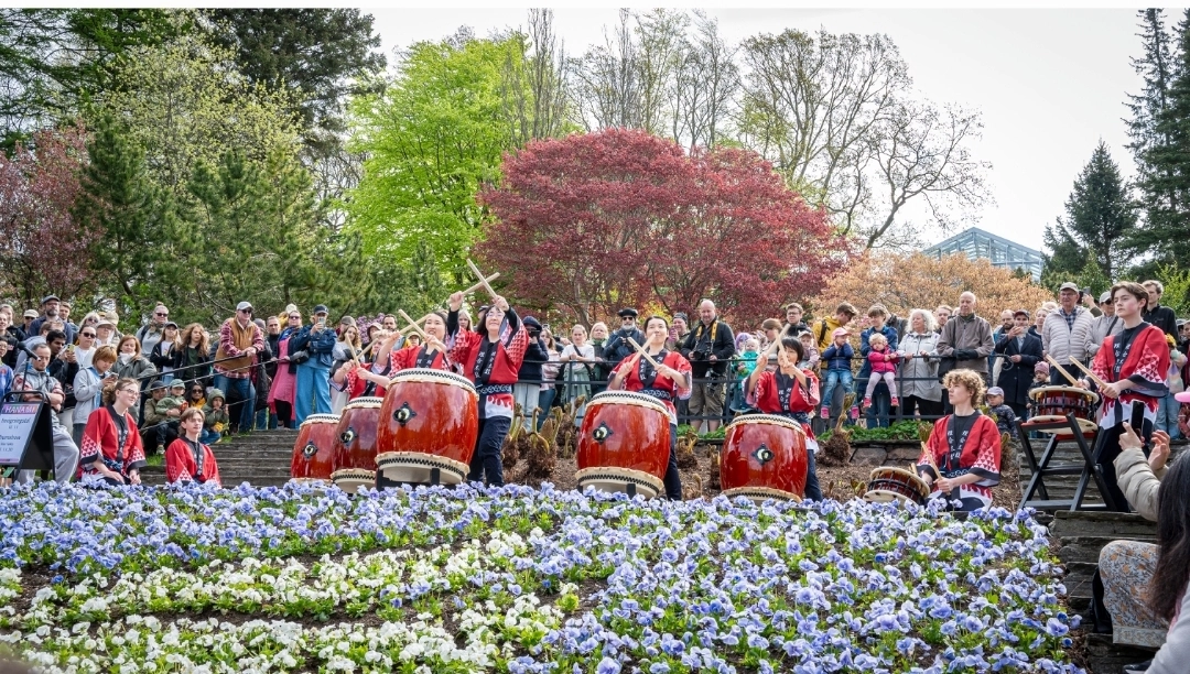Cherry Blossoms Festival