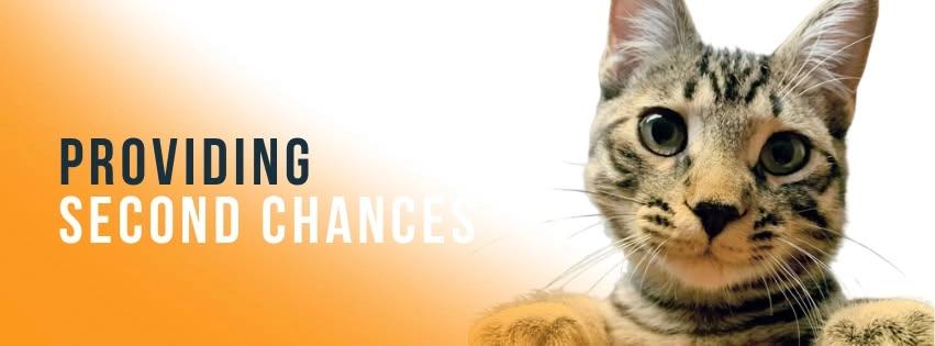 Community Cat Spay/Neuter Day – Fourth Tuesday of Every Month