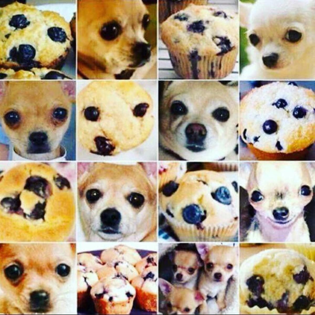 blueberry chihuahuas and coffee