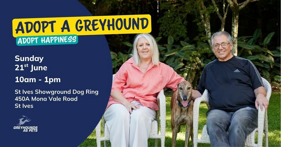 Adopt a Greyhound in Sydney