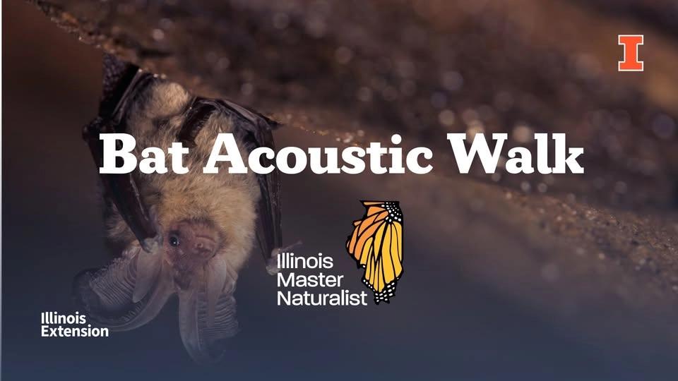 Bat Acoustic Walk - Nell's Woodland