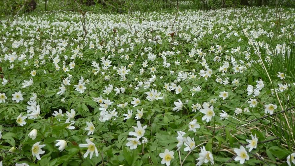 Skogsbad Järvafältet - Låt dig omfamnas av våren i ett hav av vitsippor