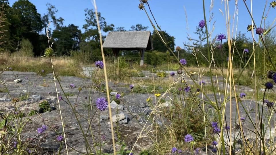Solstice Wildflowers