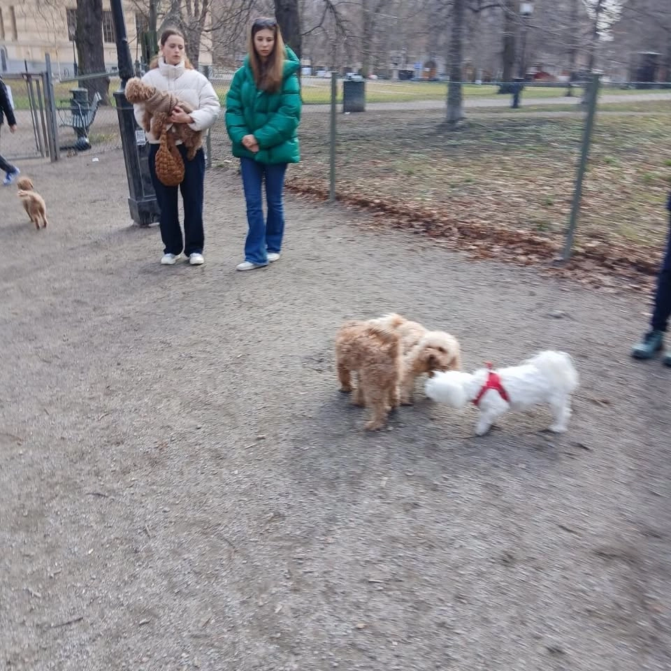 Malteser & småhundträff Söndag 12:e april kl 12-13