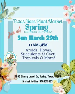 Spring Garden Collection - Aroids, Hoyas, Succulents & More!