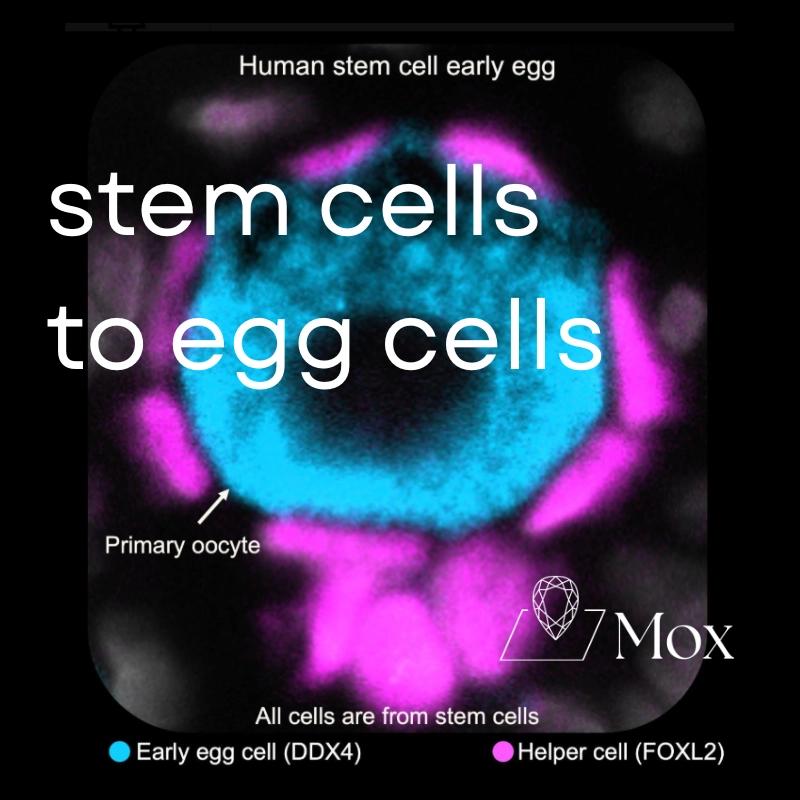 Stem Cells to Eggs Cells: Fireside Chat with CEO of Conception, Matt Krisiloff
