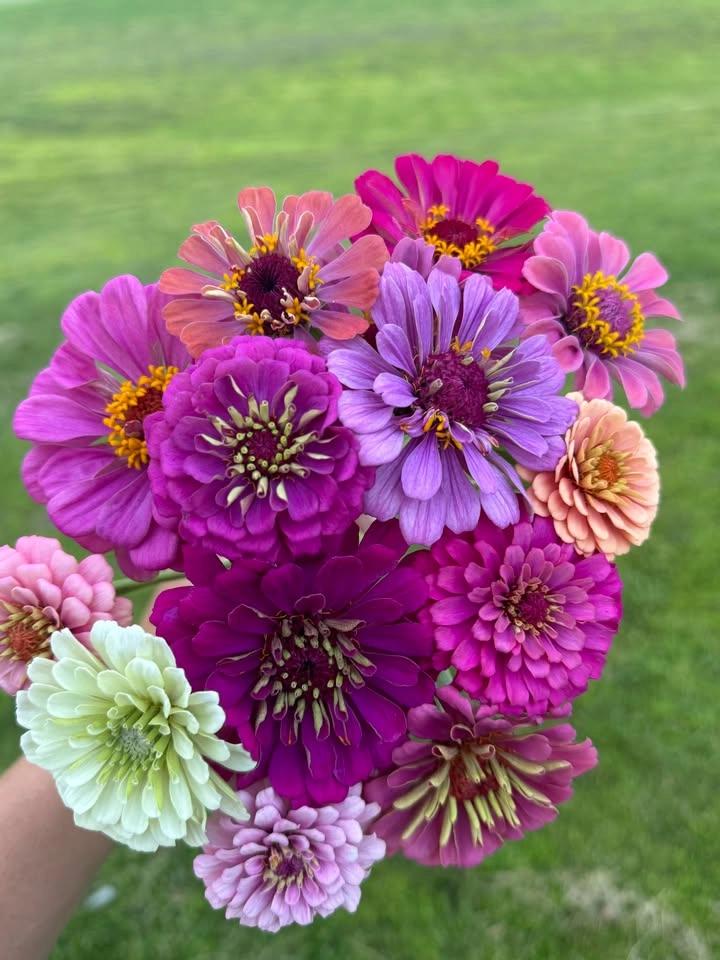 U-pick flowers August 1