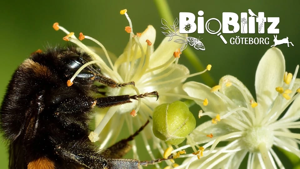 Bioblitz - Artletarjakt i Högsbo