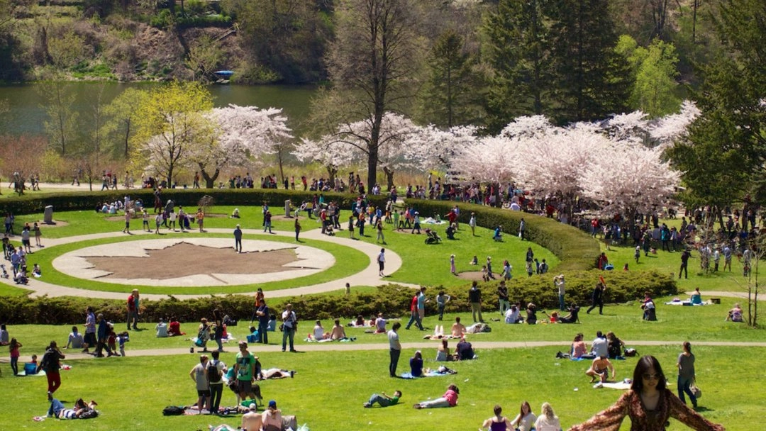 Cherry Blossom Walk through High Park (Meet at La Diperie Cafe) (Dinner After)