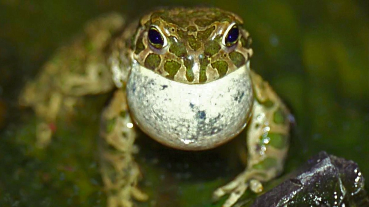 European green toad mating sounds and Oljehamnen
