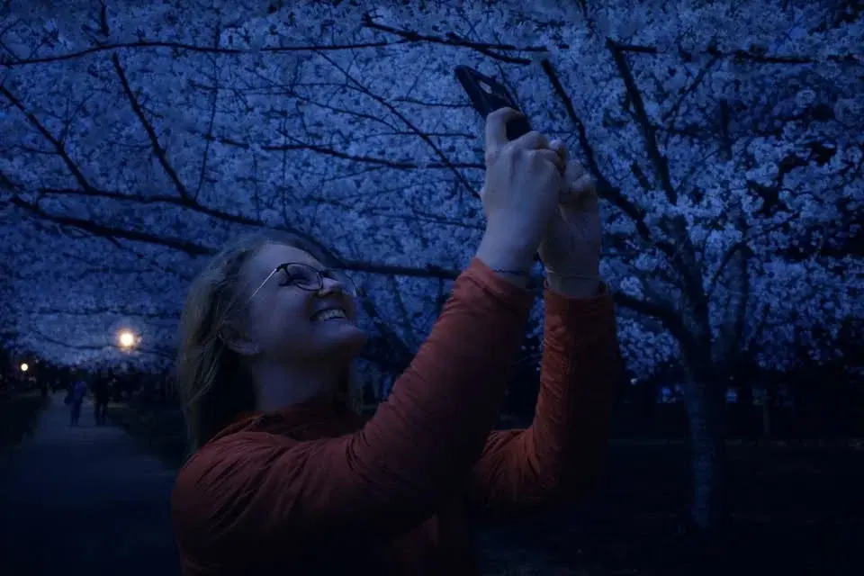 2026 Cherry Blossom Festival - Nighttime Hanami