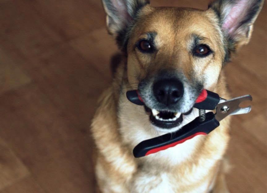 Nail Trim Clinic for Lola's Lucky Day Rescue