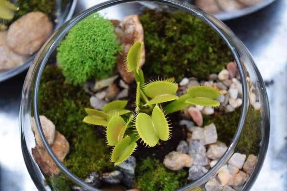 Workshop: Carnivorous Plant Terrariums