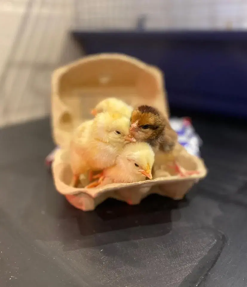 Chick Handling with the Farm Team
