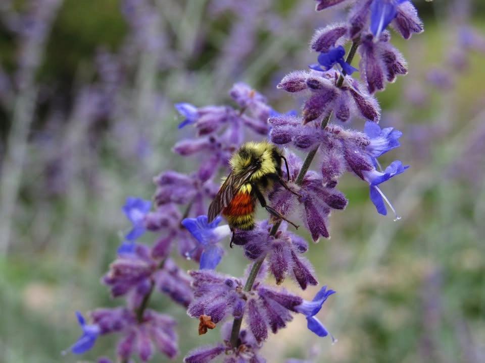 The Buzz on Bumblebees of the Front Range