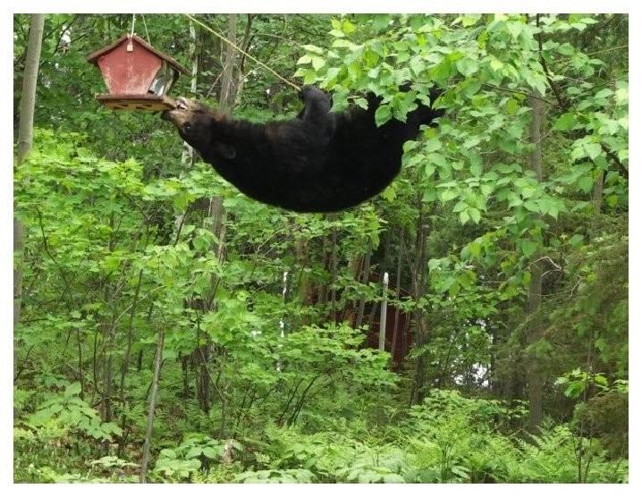 Bear Wise Popups- Colorado Parks and Wildlife