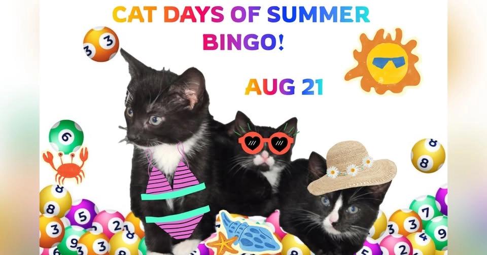 Cat Days of Summer BINGO!