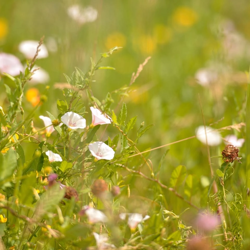 Vilda blommor vid Täby prästgårdsängar