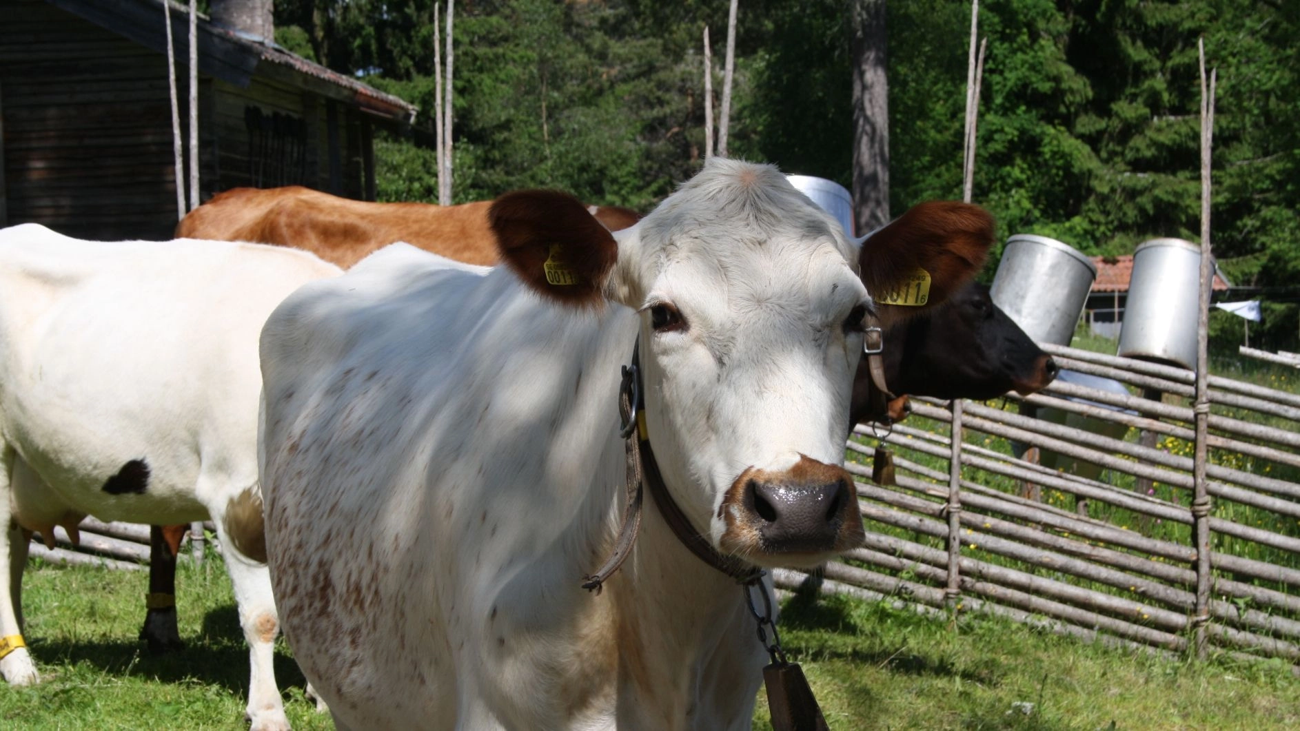 Upplev livet på Karl-Tövåsens fäbod