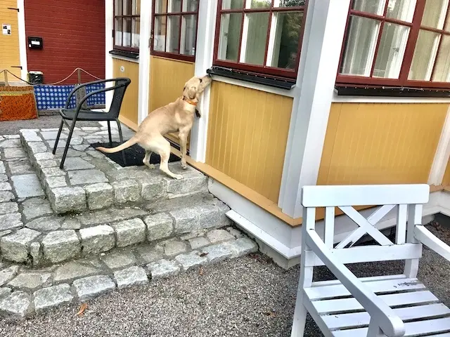 Bästa nosen- Nose Work steg II - intro doft