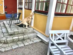 Bästa nosen- Nose Work steg II - intro doft